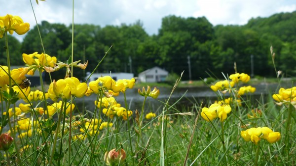 Bear River waterfront