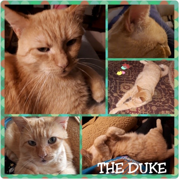 The-Duke-Collage