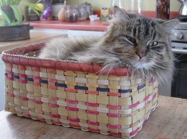 flat reed basket with cat